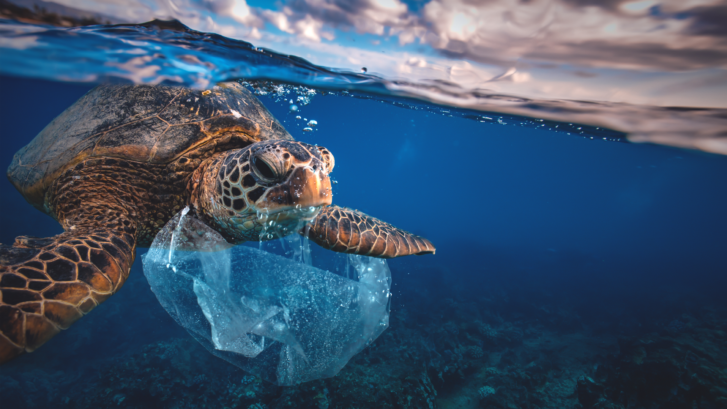 Image of turtle in an ocean with plastic pollution. 